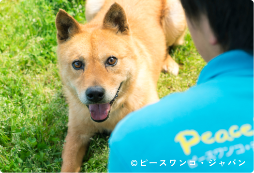 ピースワンコ・ジャパンの保護犬